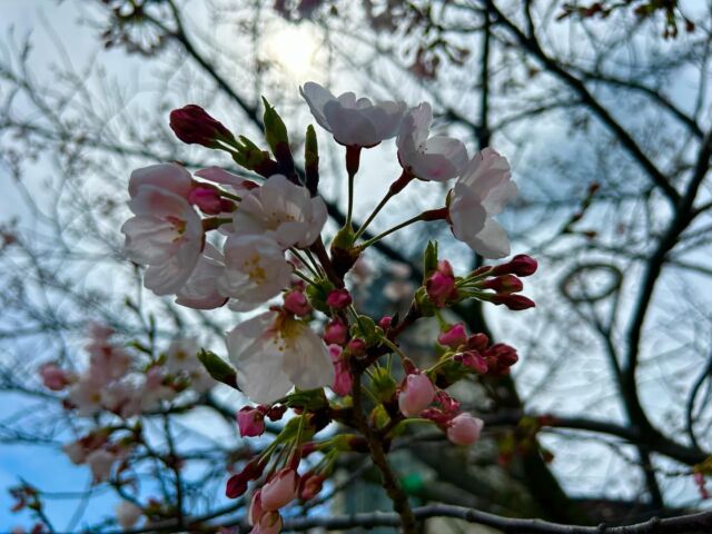 桜、やっと咲き始めましたね♪
入学式シーズン
新入生と桜
『春が来た！』

#桜#春